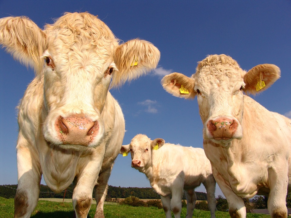 Live Cattle